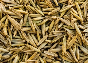 Wheat Grass