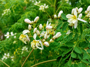Moringa Oleifera Extract