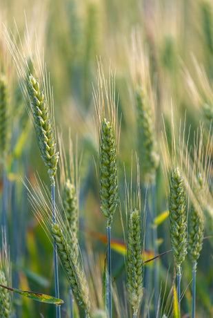 Barley Grass